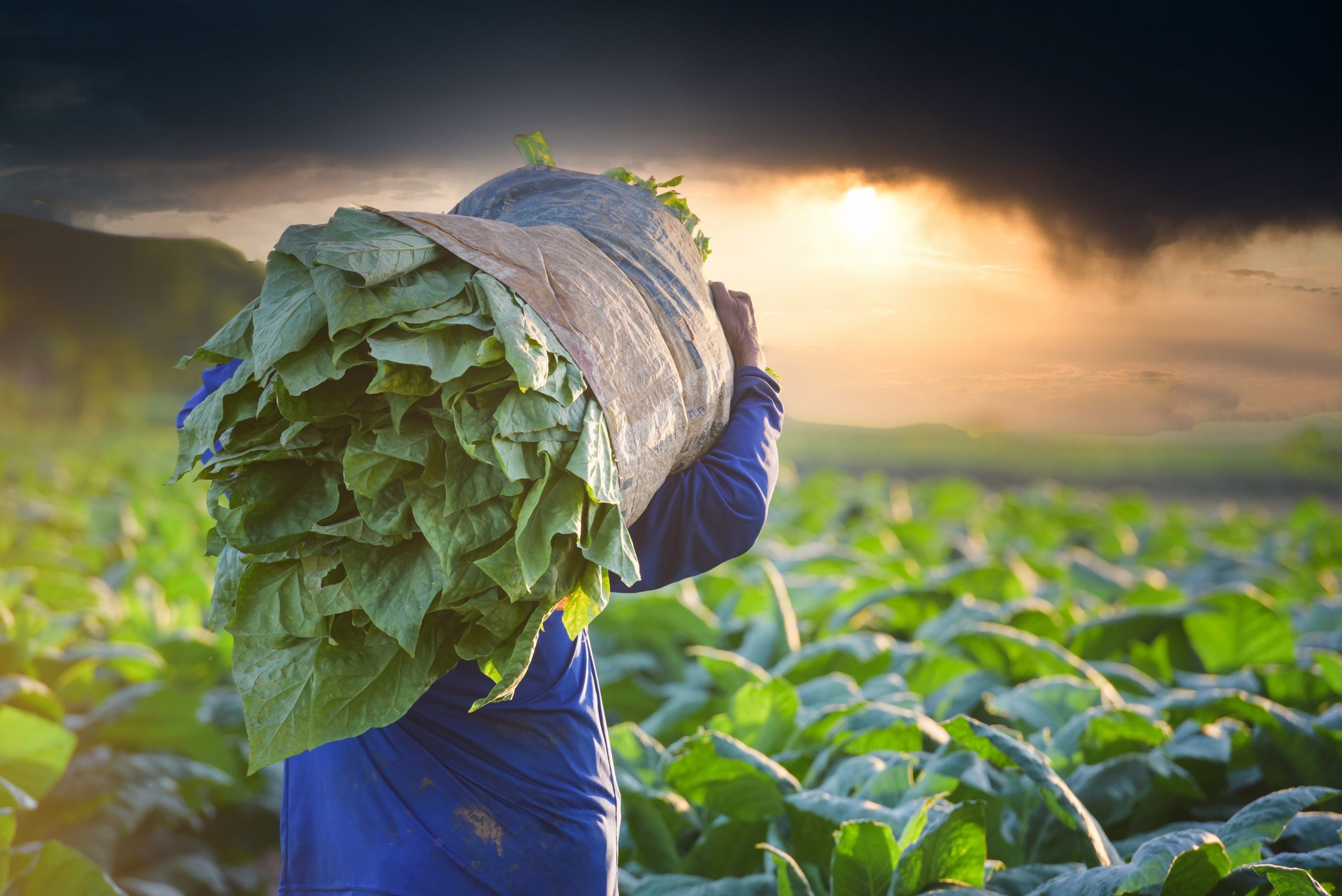 Image of tobacco leaf drying outside houses