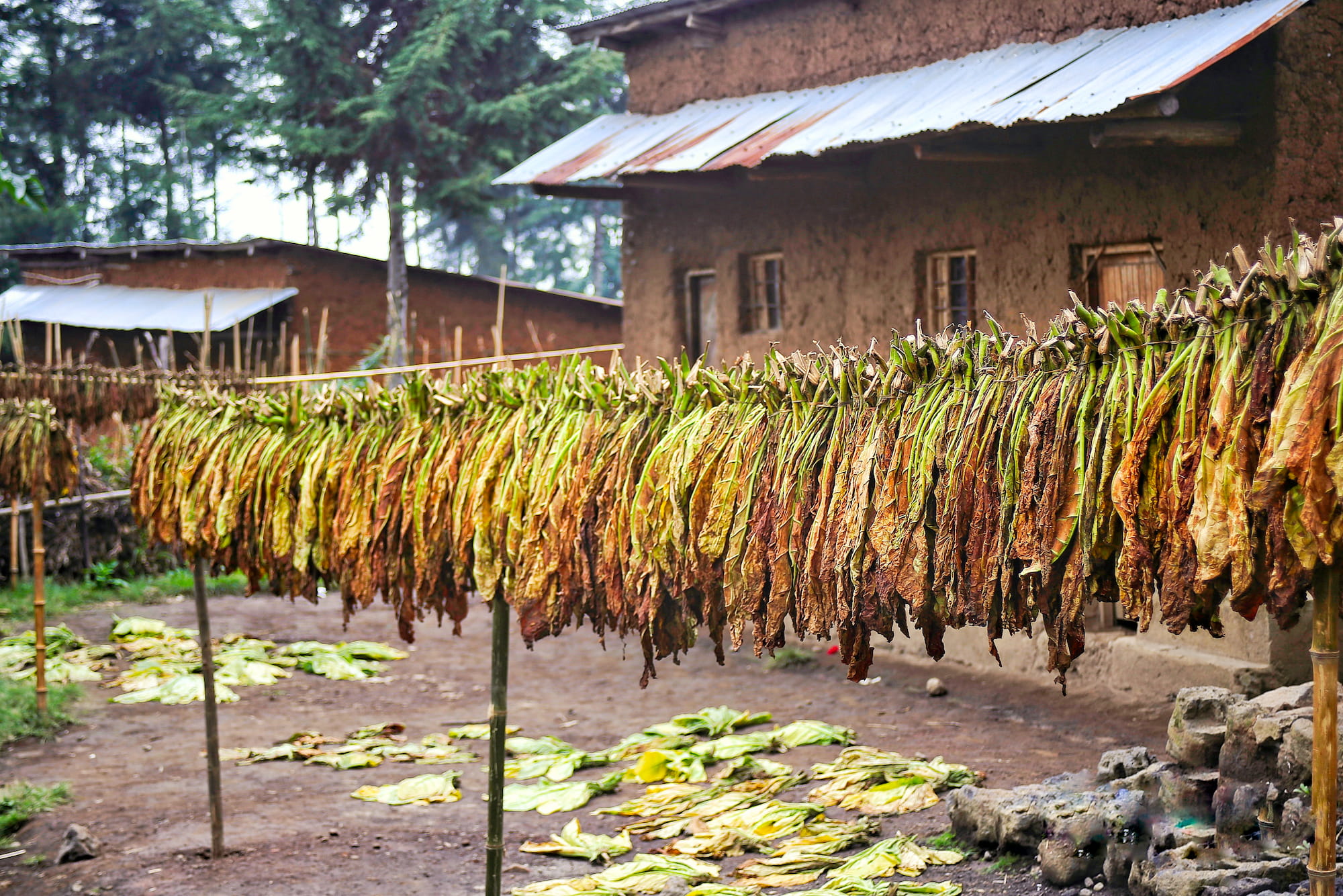 Farmer carrying a bundle of tobacco leaf 